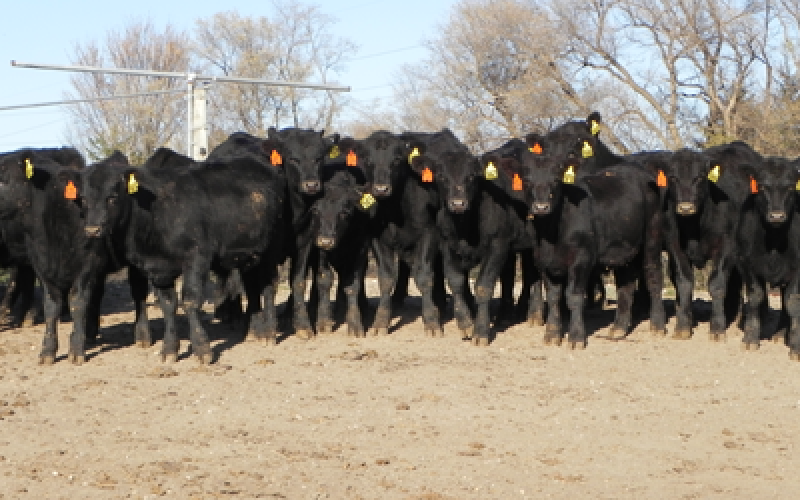 A group of calves in a feedlot.