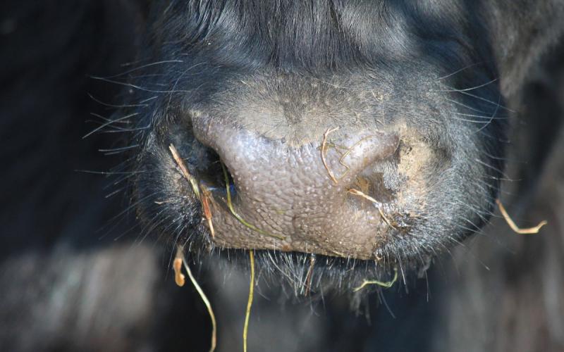 A closeup shot of a cow's nose and mouth.