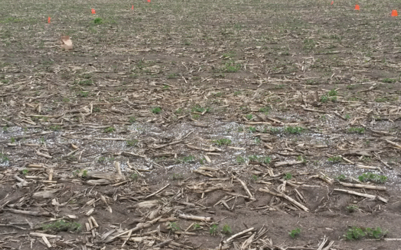 a newly planted soybean field with white fertilizer sprinkled throughout