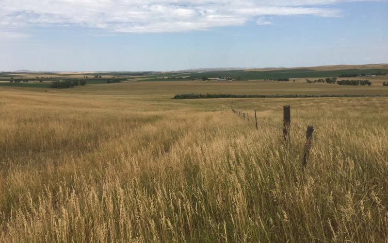 a light brown pasture