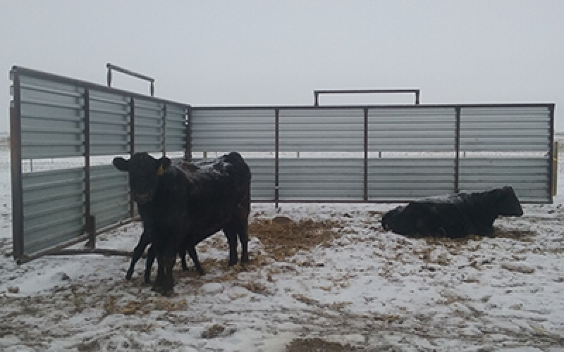 several cattle standing and sitting by a windbreak