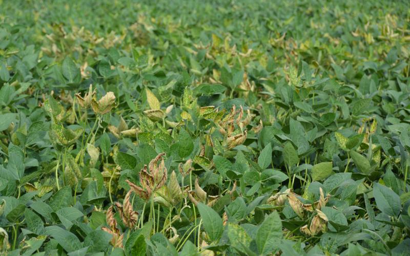 A patch of soybeans with several plants exhibiting browning and yellowing leaves.
