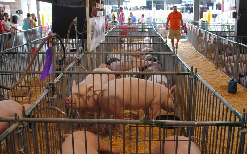 A series of swine pens at a state fair.