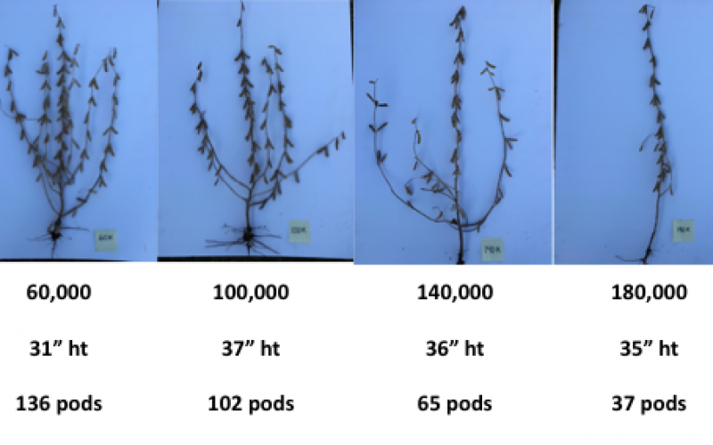soybean plants showing difference in pods