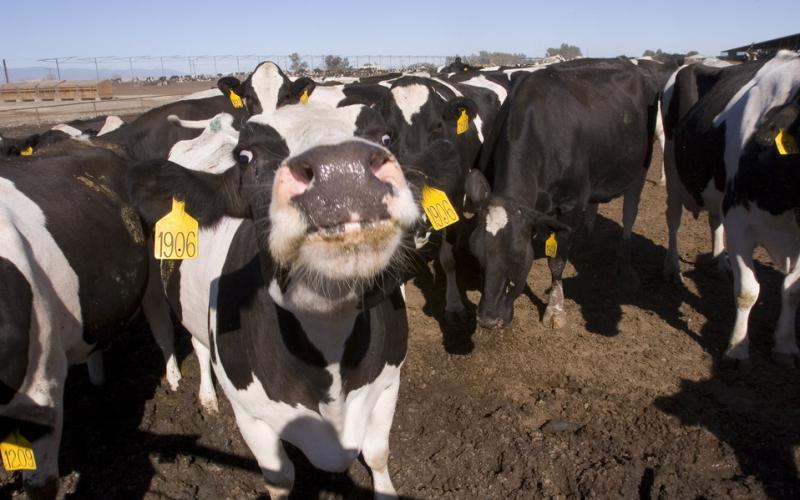 A dairy cow at the front of a small heard looking straight forward.