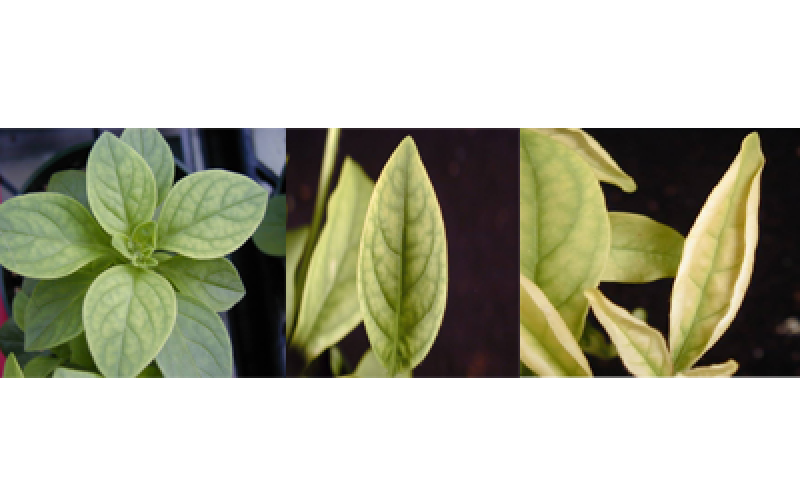 three separate images of green plants