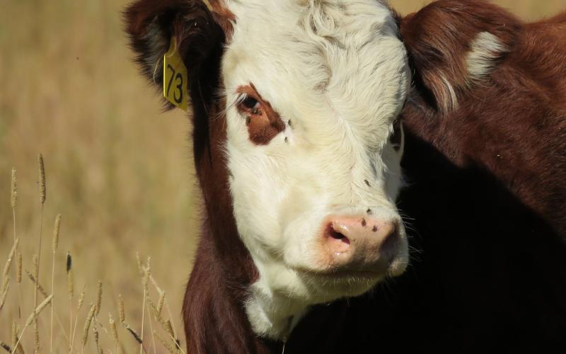 A hereford calf in a field with flies on its face.