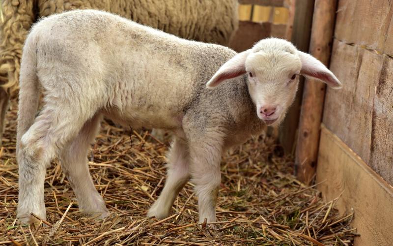 A young lamb standing in a barn stall.