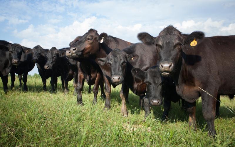 A small herd of black angus cattle at pasture.