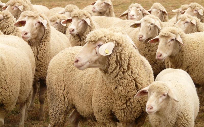 A flock of white sheep grazing in a small pasture.