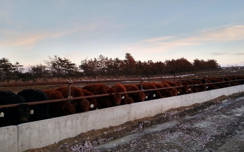 A herd of cattle feeding at a feed bunker with light snow on the ground.