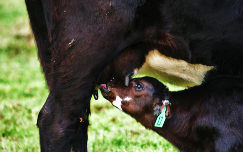 A black calf drinking milk from its mother.