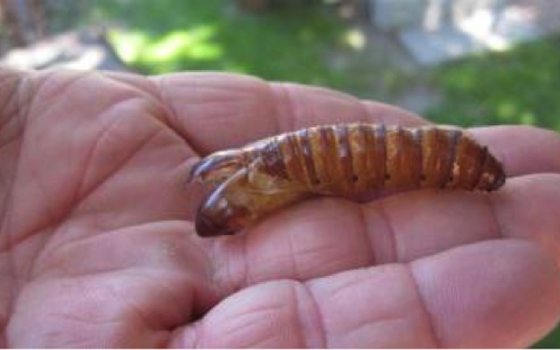 Carpenterworm being held in hand