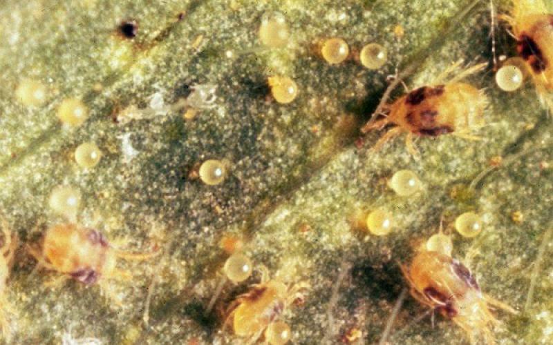 small brown spotted mites