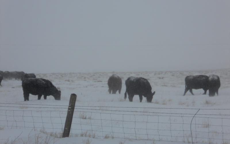 A small herd of cattle grazing in a snow storm.