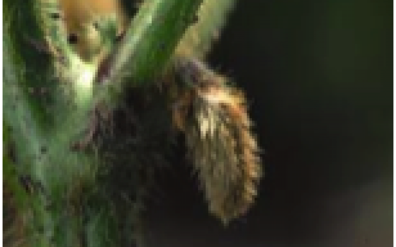 A pod sprouting from a healthy soybean plant.