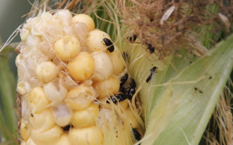 small black sap beetles on sweet corn