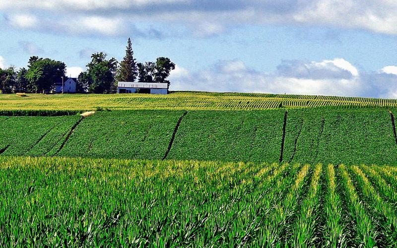 A sprawling, planted field with young crops emerging