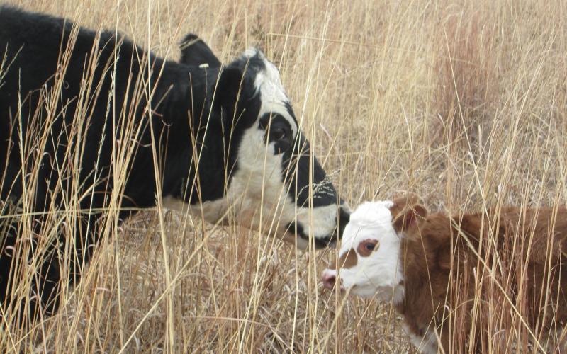 A mother cow with her calf in a field of tall grass.