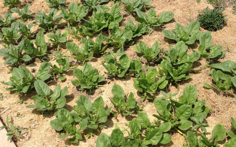 A lush, green spinach patch growing in a community garden
