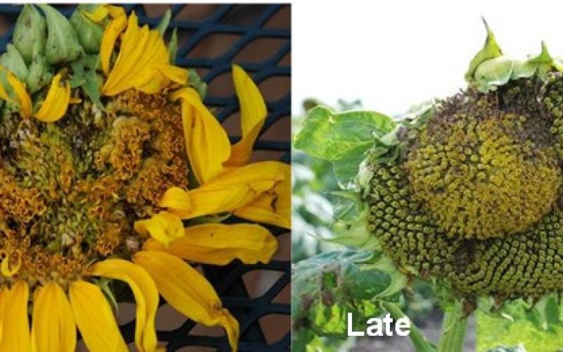 sunflower head with maggots