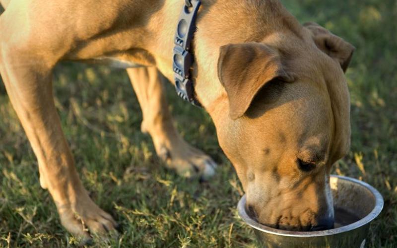 A dog eating out of a bowl.