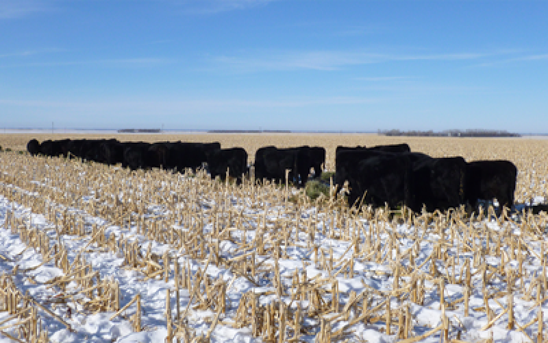 A group of black angus cattle crazing cornstalks in a snowy field.
