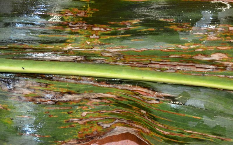01-03-03-DiseaseDisorders-CornBLS A middle portion of a corn leaf enlarged to show tan-brownish lesions with dark brown wavy margins.