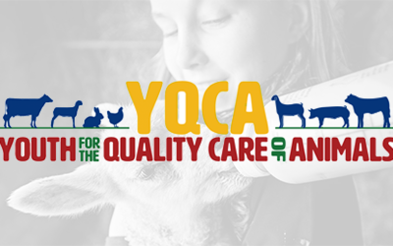YQCA teaser Youth For The Quality Care of Animals (YQCA) logo in front of a black and white image of a young girl feeding a small animal with a bottle