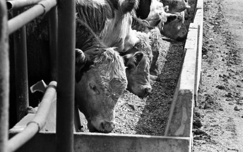 Cattle eating feed in a feedlot.