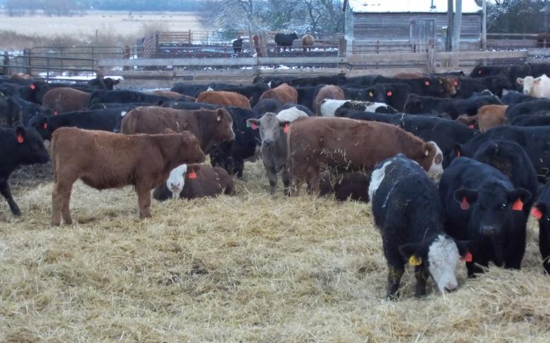 A group of calves in a feedlot with ample bedding.