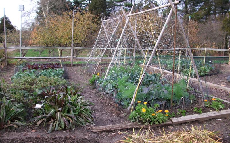 An organic garden with flowers, plants, land vegetables growing.