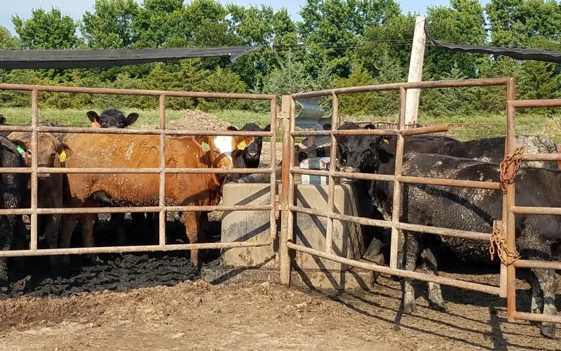 A group of mixed cattle in a feedlot.
