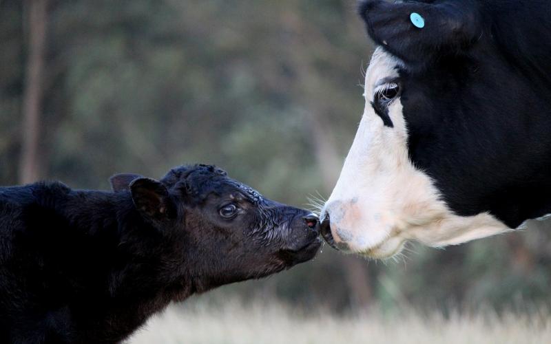 A cow and her calf touching noses