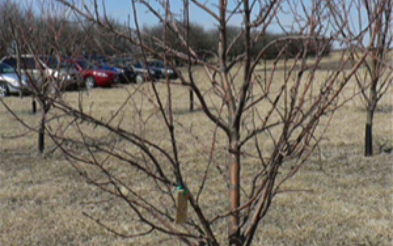 A young, un-pruned fruit tree.