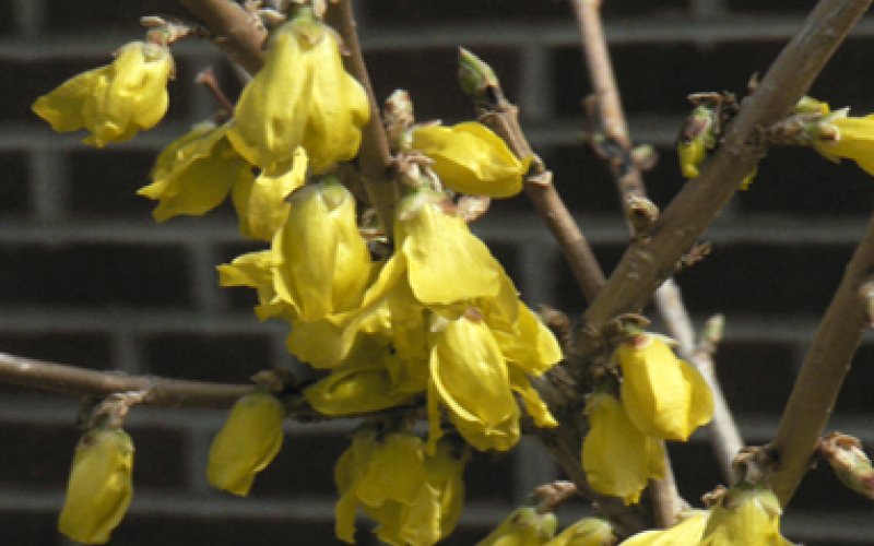 A shrub with blooming yellow flowers on its branches.