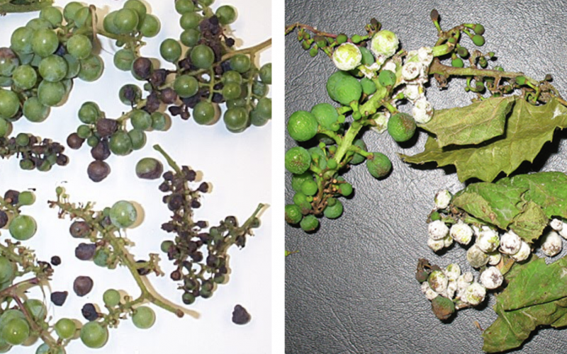 Two side-by-side grape diseases. Left: Black Rot. Right: Downy Mildew.