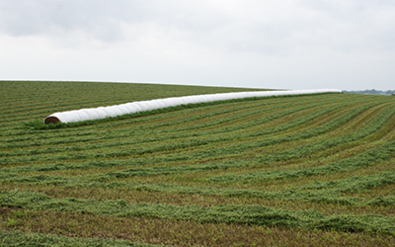 Freshly cut hay in a field.