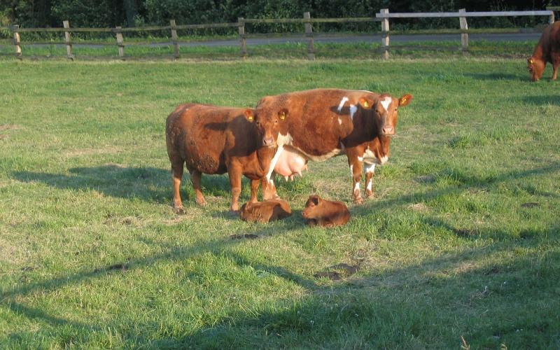 A pair of cows with their calves at pasture.