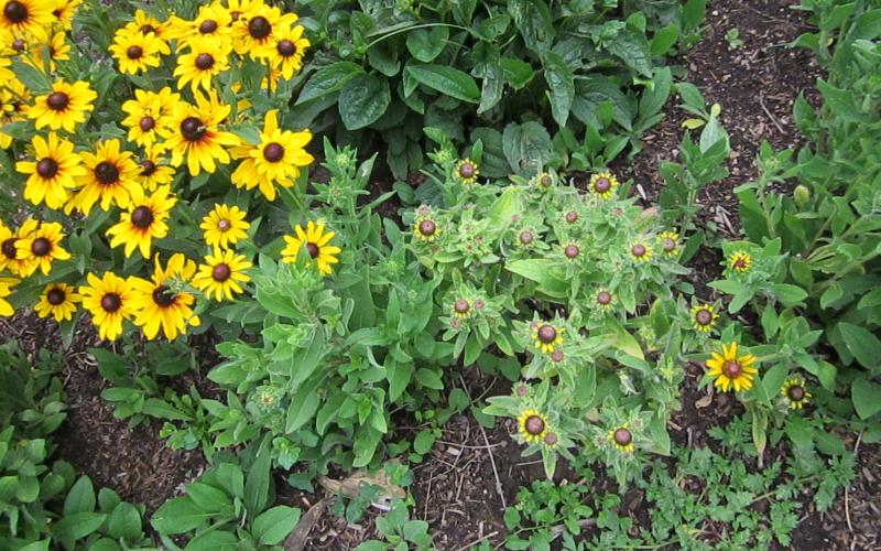 A cluster of yellow flowers with a large patch of green, wilting flowers on the right.