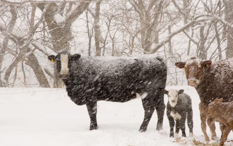 A pair of cows with their calves in a pasture with heavy snowfall.