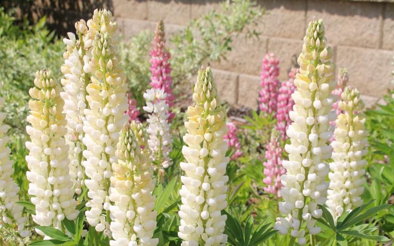 A green plant with spire-like white and pink flowers.