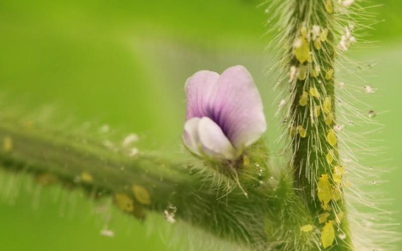 A soybean stem with several small nymphs and adults on it.