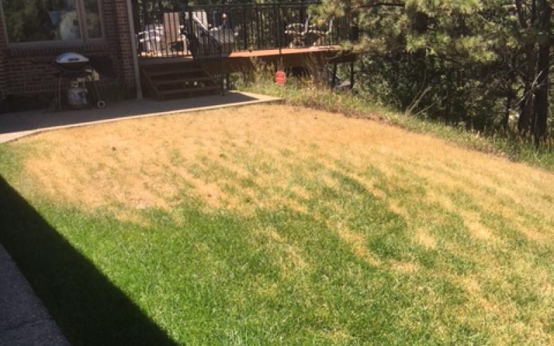 A lawn with large patches of yellow and brown grass.