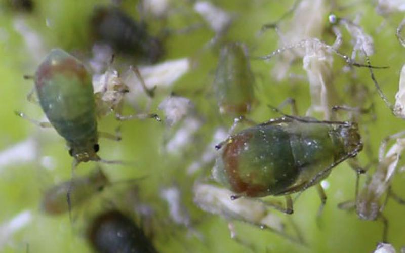 Small green insects on a wheat plant.