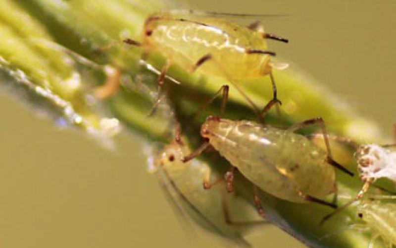 Three light green and brown insects on a blade of wheat.