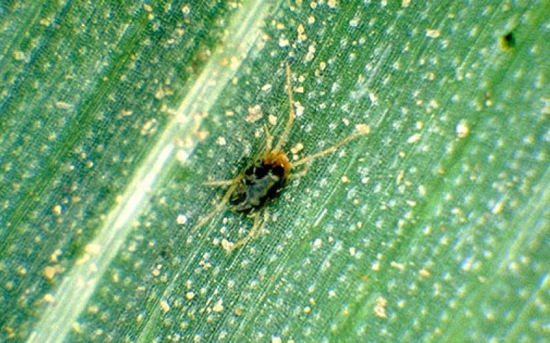 A small brown insect on a green blade of wheat