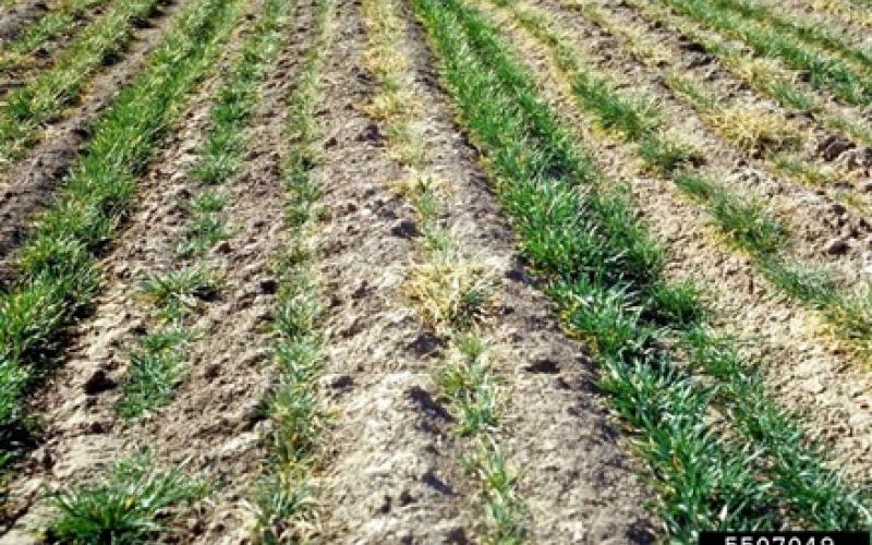 A wheat field with patchy brown areas.