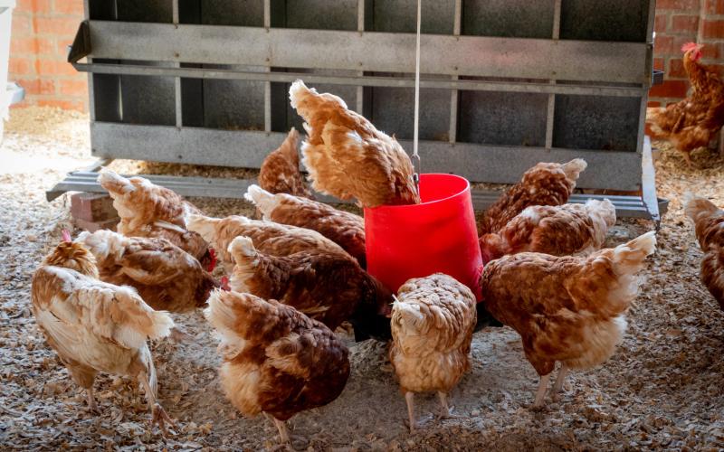 A group of red chickens feeding.