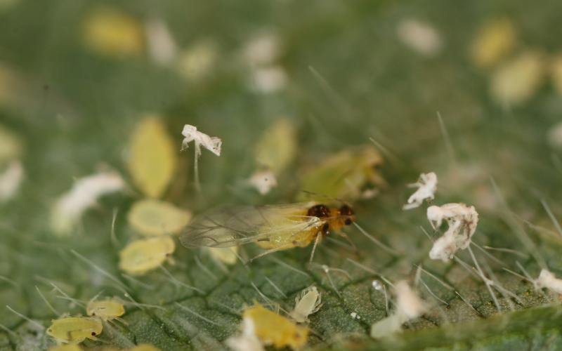 A small, green, winged insect sitting on a soybean leaf.